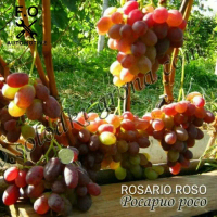 Bibit anggur import rosario rosso Grafting