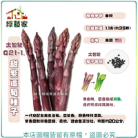 【綠藝家】大包裝C21-1.甜紫蘆筍種子1.1克(約35顆)