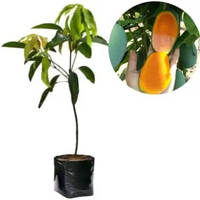 Bibit Buah Mangga Kiojay Jumbo Okulasi