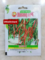 Benih Bintang Asia - Cabe Keriting Kawat Kemasan 1 gr