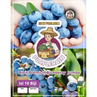 Bibit Premium Blueberry Jumbo | Biji Benih Buah Blueberry Jumbo