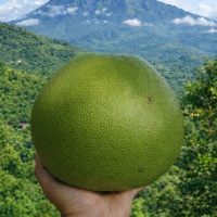 Jeruk Pamelo Madu Muria Manis Berat 1,4kg-1,8kg Buah Segar dari Taman Organik