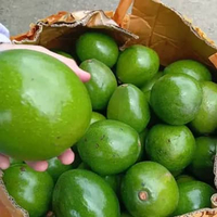 Alpukat Miki Jumbo -+ 1 kg