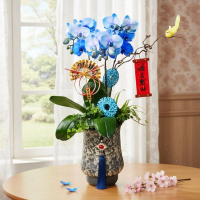 馬卡龍藍色大花蝴蝶蘭3棵 [PON25009] 蘭花 辦公室枱花 大堂枱花 開張 新春蘭花 年花 自家蘭花園種植