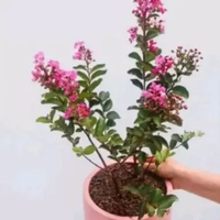 Tanaman hias bunga sakura lokal