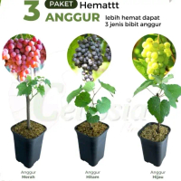 3 Paket bibit anggur manis ada juga 2 paket  anggur import