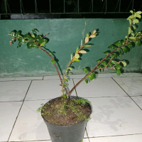 bibit kayu santigi gunung asli sangat cocok untuk bahan bonsay atau hiasan taman rumah anda