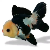 Koki panda - ikan hias koki panda lucu ikan hias unik