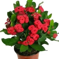 Tanaman euphorbia bunga merah