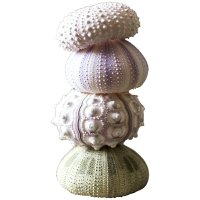 掬涵 天然海膽殼裝飾擺件設計師創意空間陳列鳳梨水母藝術禮物