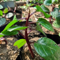 Tanaman Herbal Binahong Merah - Bibit Binahong Merah Rambat