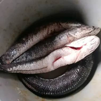 Ikan Gabus Segar Utuh 500gr – Ikan Air Tawar Fresh untuk Konsumsi Harian