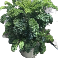 Hạt giống cải xoăn kale gói 150 hạt