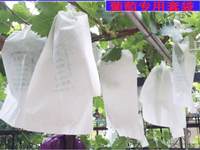 果實套袋 葡萄套袋專用袋荔枝袋龍眼紙袋水果育果袋防水防蟲透氣保護袋 快速出貨