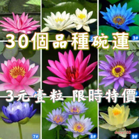 荷花 蓮花 種子 【3元一粒】【每個品種5粒起發貨】30個品種 荷花 蓮花種子 新店促銷 限時特價