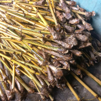 Paket Bambu Kuning Siap Tanam 5 Pohon dengan Bonus 1 pohon Alami, Bunga