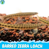 ZEBRA LOACH hiasan aquarium zebra loach barred loach hiasan aquascape