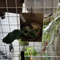 fsq vp#2の価格比較なら-2026年1月 | BigGo日本