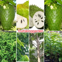 ANAK POKOK DURIAN BELANDA Mega 5.5 FEET TALL (1.5 Years Old) Fruits Live Plant [WEST MALAYSIA ONLY](