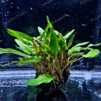 wabikusa cryptocoryne | tanaman aquascep aquarium media wabikusa