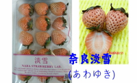 尚未開花結果 [淡雪白草莓 草莓盆栽] 6寸盆 新品種草莓苗～季節限定~ 先確認有沒有貨再下標!