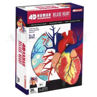 4D Human Deluxe Heart Anatomy Model Colored Heart Assembled Human Anatomy Dimensional