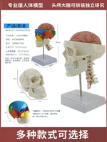 成人頭顱骨解剖標本醫學仿真人體頭骨模型可拆卸大腦彩色骷髏頭