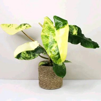 Philodendron Burle Marx Varigata - Tanaman Hias Hidup