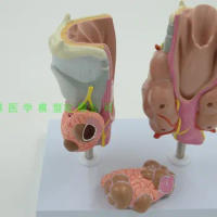 Thyroid pathology model thyroid armor nail hypothyroidism thyroid disease