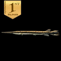 Paket Predator (Isi 5) Aligator Fish Ikan Hias Predator Hiasan Aquarium Tanaman Air Aquascape