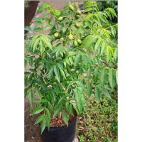 POHON BUAH KEDONDONG MINI.JAMINAN SUDAH BERBUAH ATAU BERBUNGA