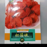 Benih buah ciplukan merah kemasan premium