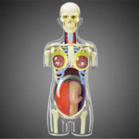 4D Translucent Female ANATOMY TORSO Body Women Pregnancy Pregnant 41 Parts Assembled Human Model Medical Skull Skeleton Manikins