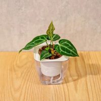 【巧繪網手創館】免澆水盆栽 方形(內植物 觀葉植物 禮物 盆栽 辦公室小物)