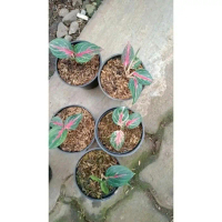 tanaman hias aglonema red borju anakan