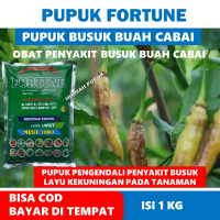 FORTUNE Obat Busuk Buah Cabe Rawit, Layu Bakteri Pada Tanaman Cabe Rawit Pupuk untuk Buah Cabe Biar 
