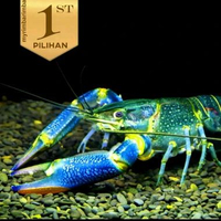 Paket Koloni (Isi10)Lobster BIru Jumbo Air Tawar Hiasan Aquarium Ikan Hias Aquascape -