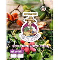 Bibit Premium Melinjo Emping|Tangkil| Benih Buah Melinjo|Biji Bibit Melinjo