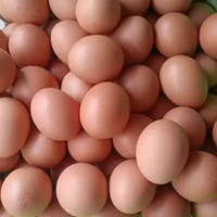 telur ayam negri 1 kg