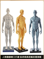 30cm雕塑藝用人體肌肉骨骼解剖結構模型美術醫用參考繪畫中性推薦