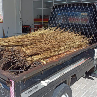 Akar Manon Dekorasi Isi 5 ikat panjang 140cm akar untuk ring dekorasi