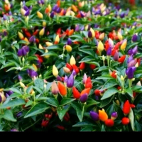 Benih cabe Bolivian rainbow