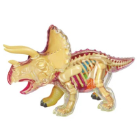 4D Master Anatomy Assembled Model Q Edition Triceratops Simulation Animal Educational Toy