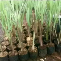 Tanaman herbal sereh wangi sereh merah