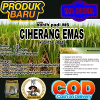 Benih padi Ciherang emas super kualitas unggul