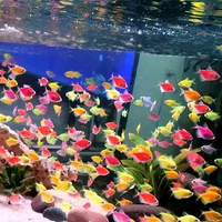Paket Isi 5 e Glowfish Tetra - Hiasan Aquarium Warna-warni