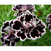 Bibit Bunga Kamboja Jepang Black Flower - Adenium Bunga Tumpuk