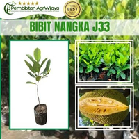 Bibit Nangka J33 Hasil Okulasi Unggul Original PembibitanAgriWijaya