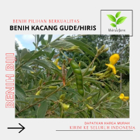 biji kacang hiris kacang gude isi(25 biji)bonus pembelian
