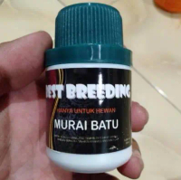 BEST BREEDING KHUSUS MURAI BATU DAN PEMAKAN SERANGGA